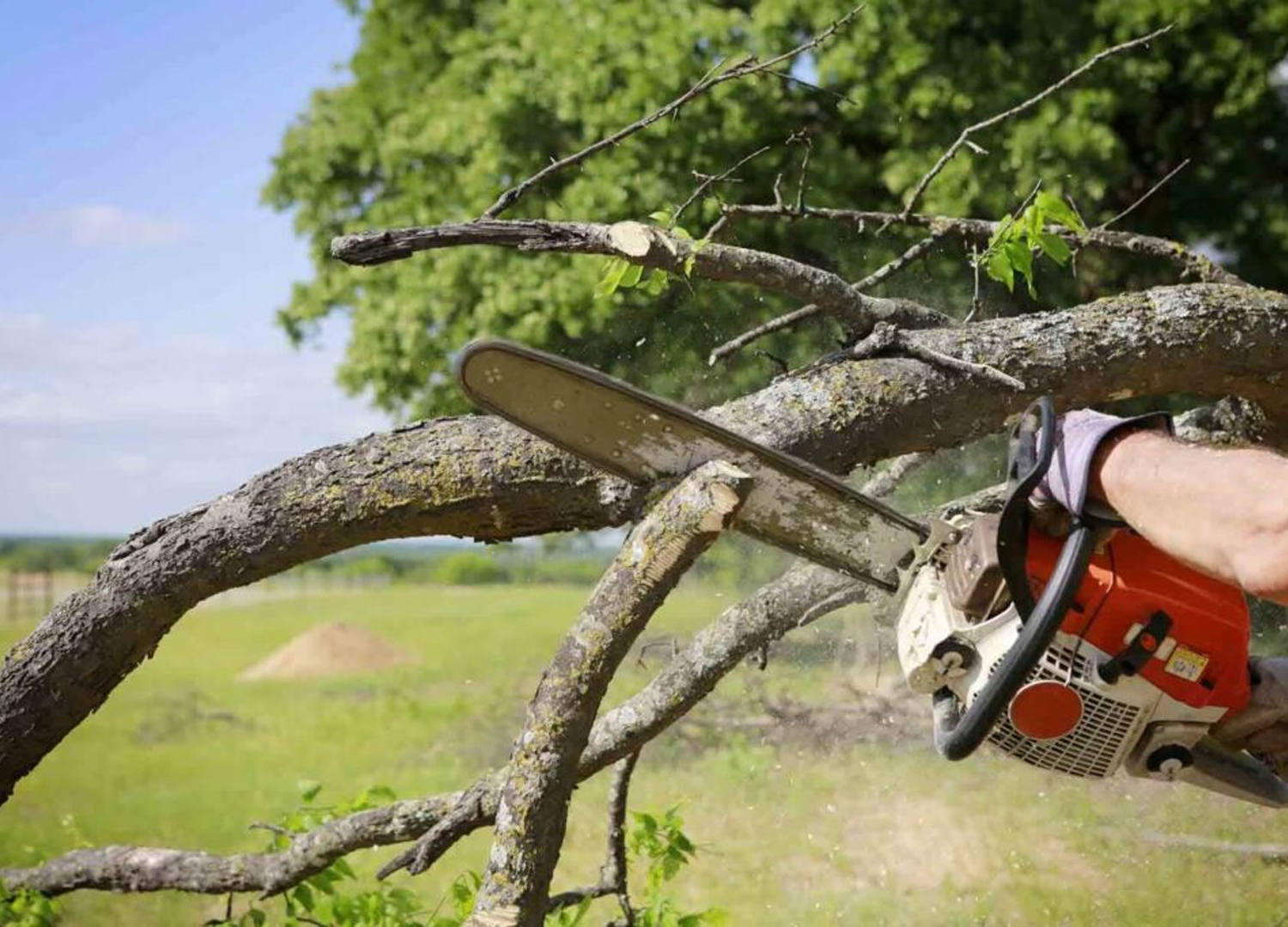 Tree Trimming and Pruning